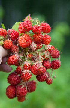 ripe strawberry in hand