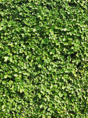 Ornamental shrubs ,Wall shrubs