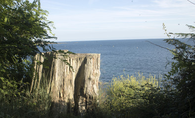 Tronc d'arbre maritime