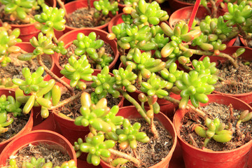 succulent plants