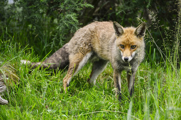 Naklejka na ściany i meble Stunning male fox in long lush green grass of Summer field