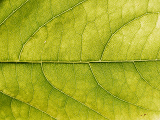 leaf texture