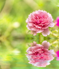 Blooming Peony Pink Flowers With Blurred Background.