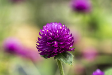 Obraz premium Chrysanthemun flower with blurred background
