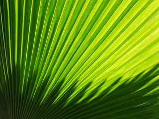 beautiful palm leaves of tree in sunlight