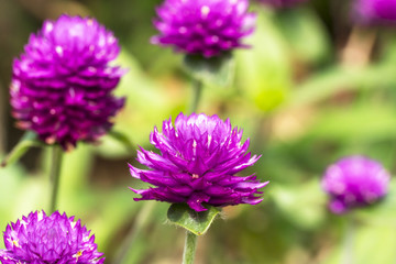 Chrysanthemun flower with blurred background