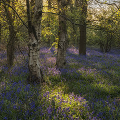 Fototapeta premium Stunning landscape image of bluebell forest in Spring