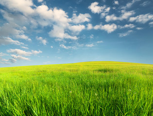Fototapeta premium Green field in the mountain valley. Beautiful summer landscape