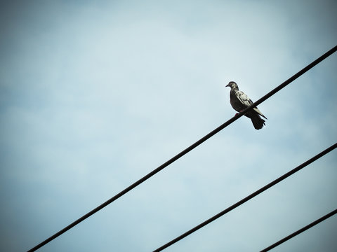 Color filter effect, Pigeon bird is sitting on the Electrical powered cable