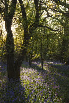 Stunning landscape image of bluebell forest in Spring
