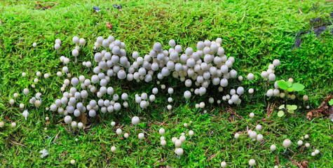 Bunch of autumnal fungi against mossy background © Aleksander Bolbot