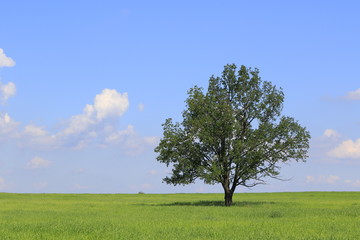 Fototapeta na wymiar Fresh green field of juvenille grain and lonely deciduous tree in early summer,Podlasie region,Poland,Europe