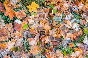Autumn Fallen Leaves