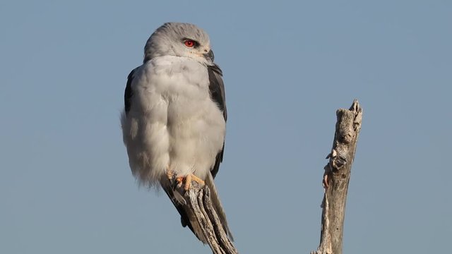 Black-shouldered kite (Elanus caeruleus) perched on a branch, Etosha National Park, Namibia