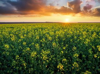 Obraz premium Grass on the field during sunrise. Agricultural landscape in the summer time