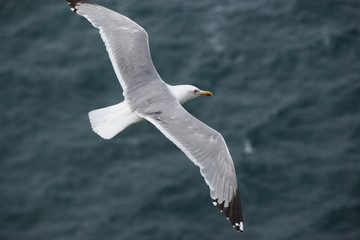 Silbermöwe im Flug