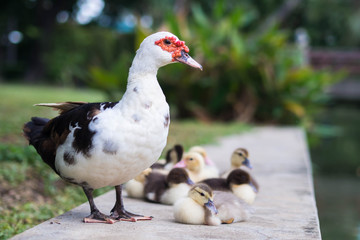 Family of ducks on  the grass.