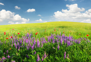 Field with flowers in mountain valley. Natural summer landscape.