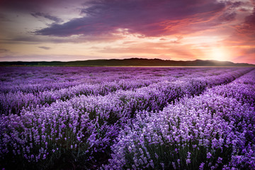 Naklejka premium Blooming lavender field under the red colors of the summer sunset