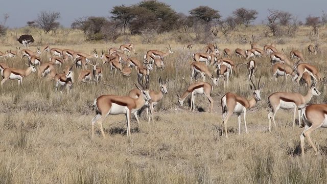 Large herd of springbok antelopes (Antidorcas marsupialis), Etosha National Park, Namibia
