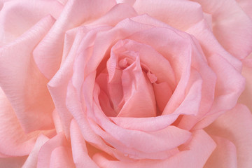 Fototapeta na wymiar Pink garden rose flower petal background macro texture closeup 3