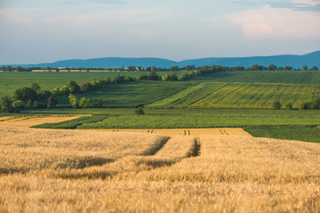 Fototapeta na wymiar Agriculture concept. Wheat field.