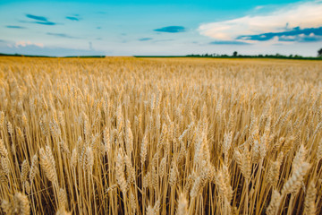 Golden wheat field with blue sky in background
