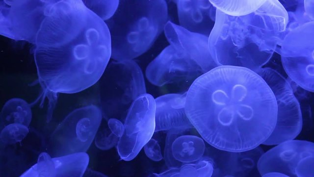 Video of jellyfishes in an aquarium 

