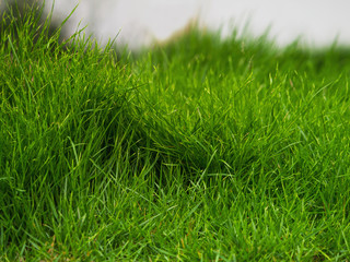 Abstract natural backgrounds with green grass