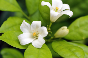 Fototapeta na wymiar Small white flower