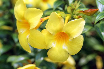 Obraz premium Golden Trumpet flower