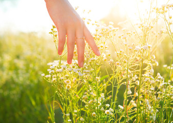 Woman hand running through meadow field with wilde flowers