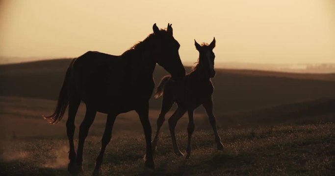 adult horse and foal silhouette, running across the field, slow motion, Golden hour sunset