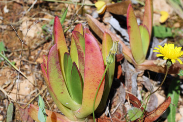 PFLANZEN_1464_Mittagsblume_carpobrotus_edulis