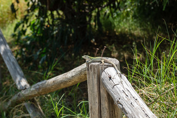 Eine Eidechse sonnt sich auf einem Balken