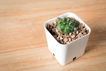 little cute cactus in a white pot on a wooden background