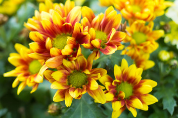 flower background. beautiful flowers made with color filters