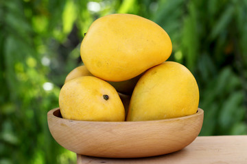 Fresh yellow ripe mangoes against green background