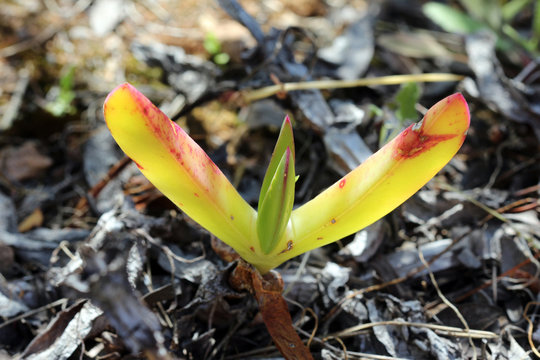 PFLANZEN_1468_Mittagsblume_carpobrotus_edulis