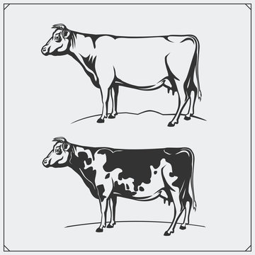 Vector meat labels and illustration of cows. Templates for design meat logos.