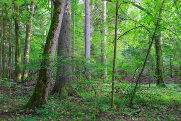 Fototapeta na wymiar Natural mixed stand of Bialowieza Forest