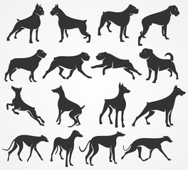 Vector silhouettes of dogs. Boxer, Rottweiler, Doberman and Greyhound
