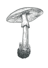 vector, drawing, engraving, mushroom, poison