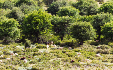 Fototapeta premium Flock of sheep