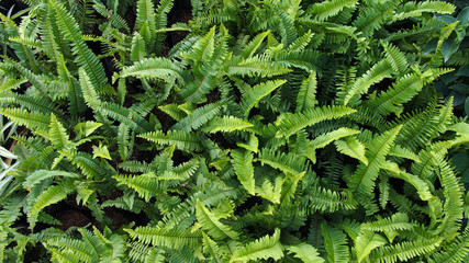 Green Fern on The Ground