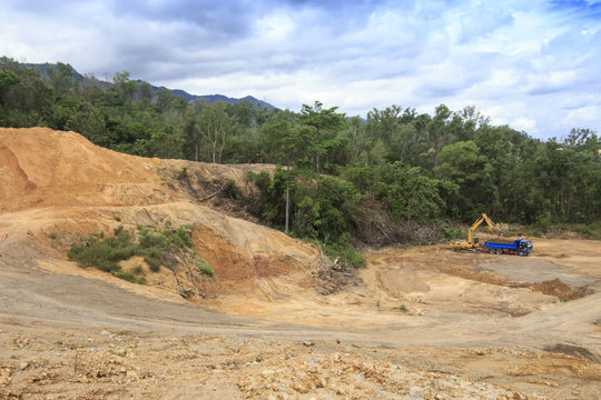 Deforestation: Excavators destroy rainforest to make way for oil palm plantations