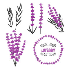 Lavender set. Hand drawn lavender flowers isolated on white. Vector illustration. 