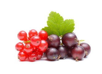 red and black currant on white background
