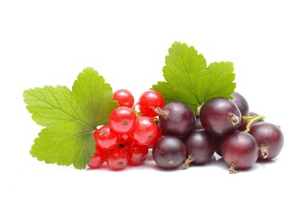 red and black currant on white background