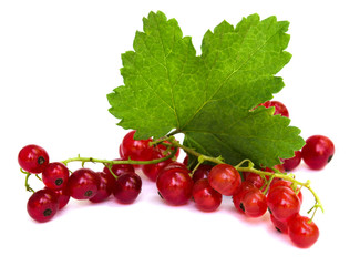 Currants on a white background